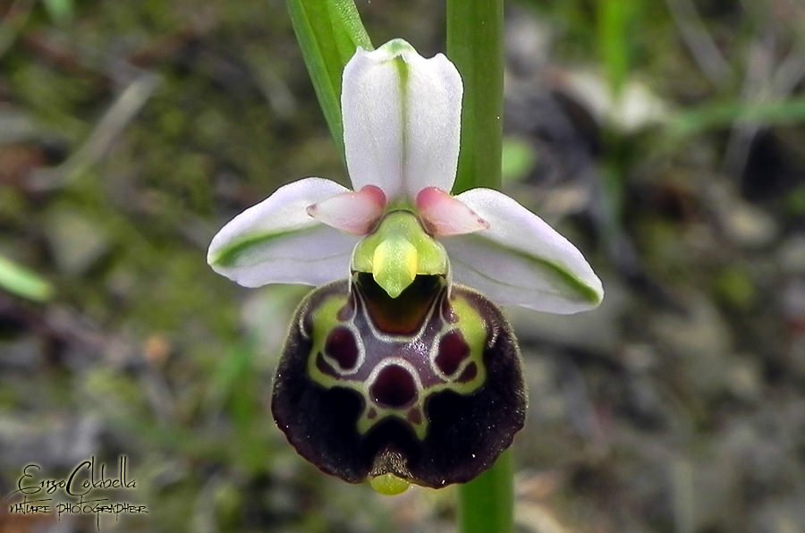 Ophrys spp. da determinare